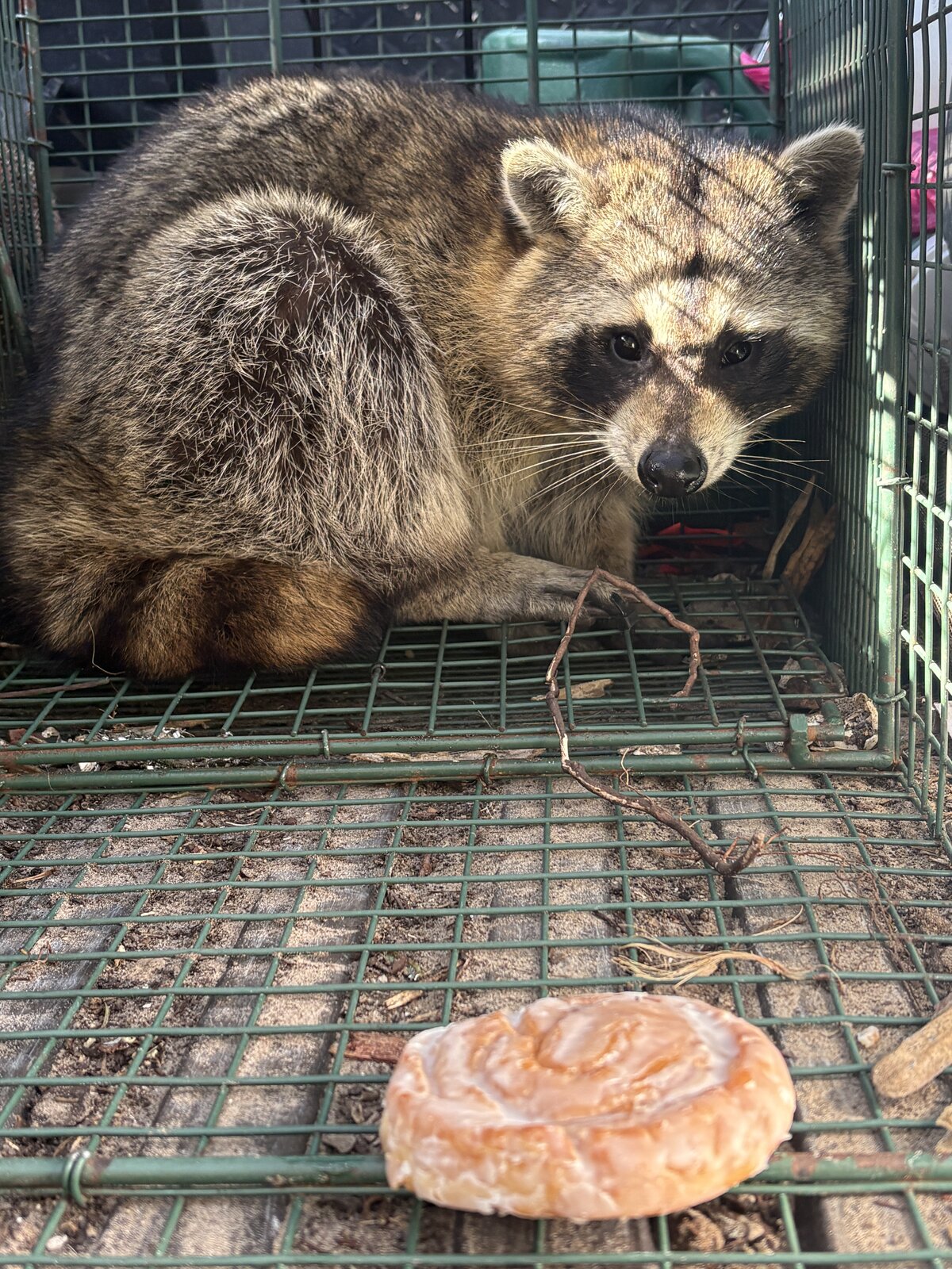 Raccoon — Noah's Ark Wildlife Removal